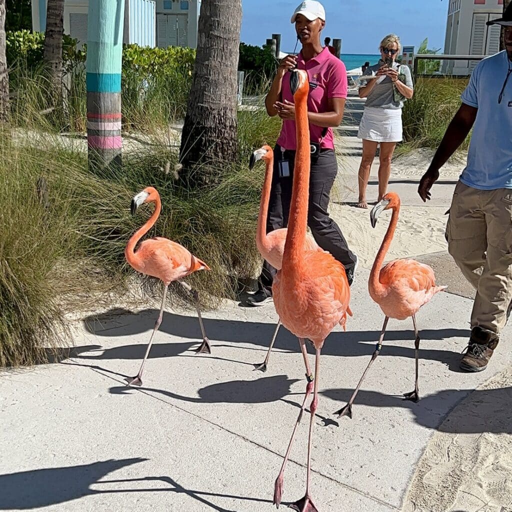 One adult and 3 juvenile flamingoes lead the Flamingo Parade at Baha Mar