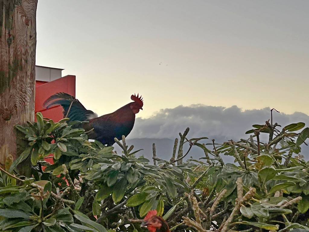 Rooster on a bush outside a Target store in Maui in Hawaii