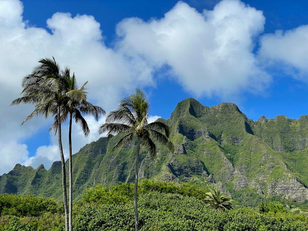 Palm trees in front of the Jurassic Park mountains at Kualoa Ranch.