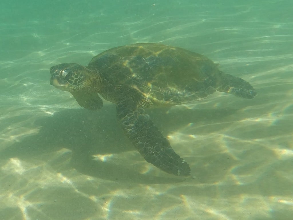 Green sea turtle swimming in shallow water near Andaz Maui in Hawaii