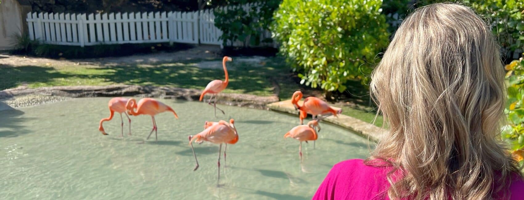 Zuzu watching Flamingos at Grand Hyatt Baha Mar in Nassau Bahamas