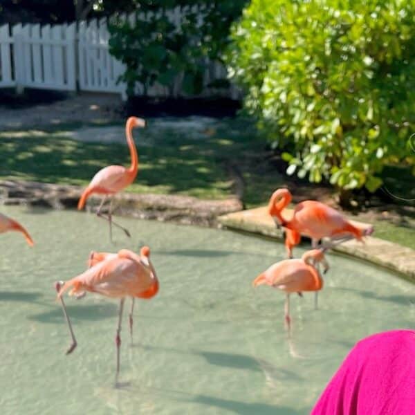 Zuzu watching Flamingos at Grand Hyatt Baha Mar in Nassau Bahamas