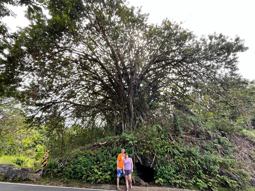 tree above the Road to Hana secret lava cave